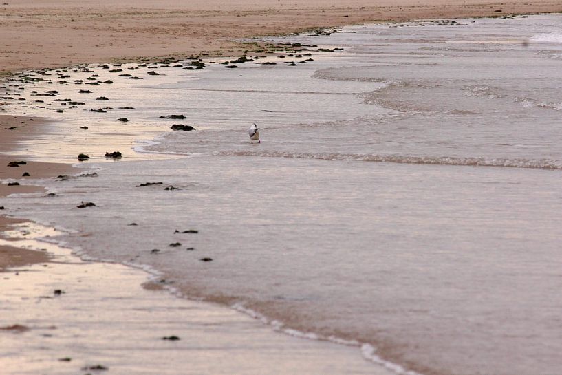 Möwe am Strand bei Sonnenuntergang (3) von Ingrid Meuleman