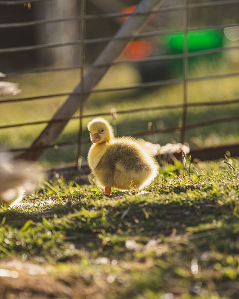 Young Geese at Geeveston Animal Sanctuary by Ken Tempelers