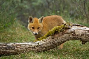 Welp von Menno Schaefer