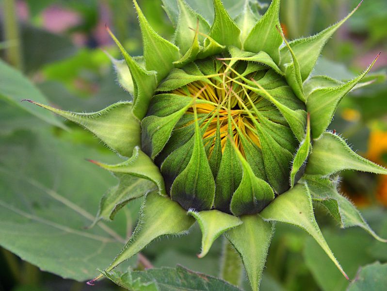 binnenkort open van Edgar Schermaul