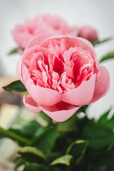 Hallo, rosa Pfingstrose