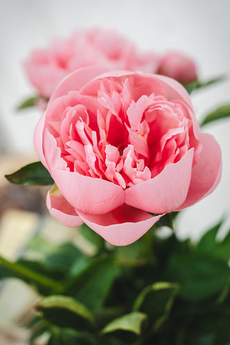 Hello Pink peony