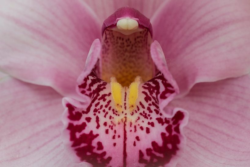 Orchidee von Karin Tebes
