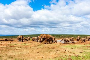 Troupeau d'éléphants dans le parc national d'Addo Elephant