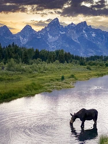 Elche im Snake River in Nordamerika