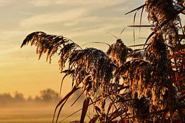 Golden Morning Light by Vague & Form