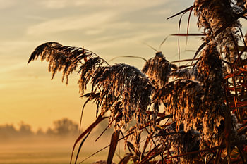 Lumière dorée du matin