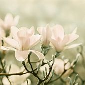 Magnolia