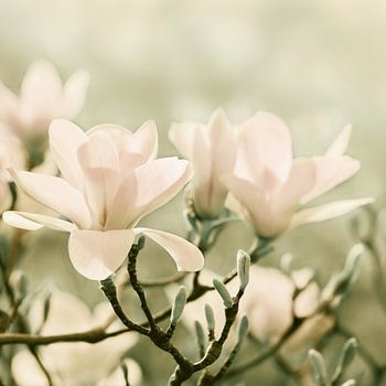 Magnolia