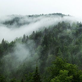 Paysage forestier avec rivière de brouillard sur Oliver Henze