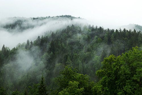 Forest landscape with fog river
