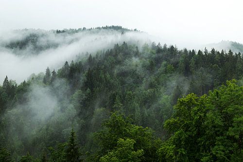 Waldlandschaft mit Nebelfluss