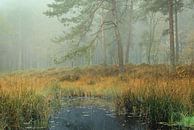 Forêt de conifères d'automne dans le brouillard par Peter Bolman Aperçu