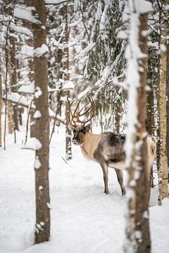 Rendieren in de sneeuw in het bos van Leo Schindzielorz
