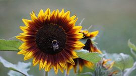 Sonnenblume mit Hummel von Susann Bendix