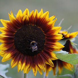 Sunflower with bumblebee by Susann Bendix