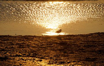 vogel aan het wad in het gouden avondlicht van wil spijker