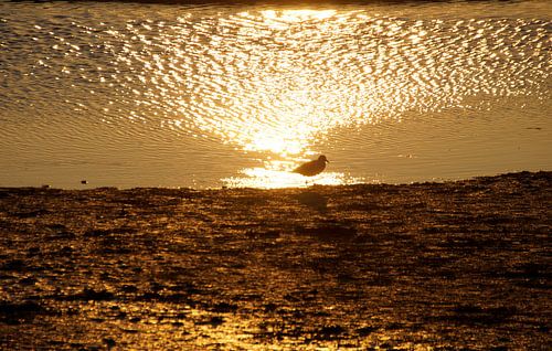 bird on the mudflats in the golden evening light