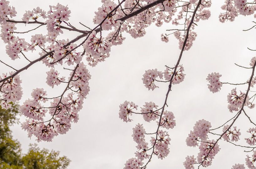 Japanse kersenbloesem in Kyoto by Catherine McGivern