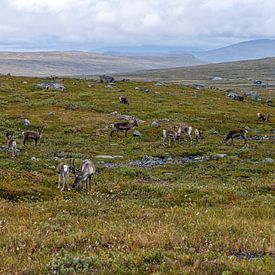 Rentiere in Norwegen von Hanneke Luit