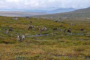 Rentiere in Norwegen