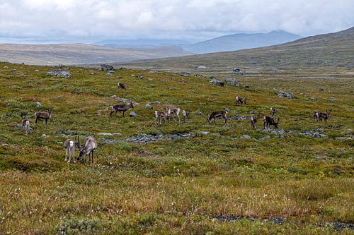 Rentiere in Norwegen von Hanneke Luit