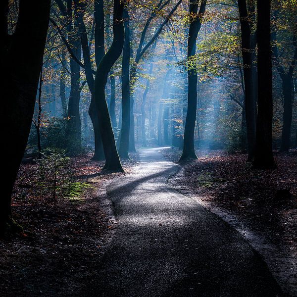 Spookbos 4 van Nuance Beeld