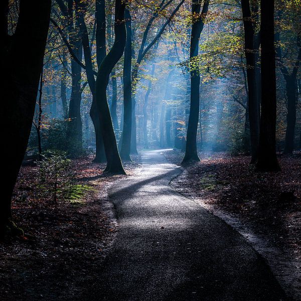 Forêt fantôme 4 par Nuance Beeld