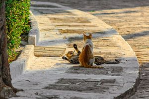Chats errants sur Samos Pythagorion
