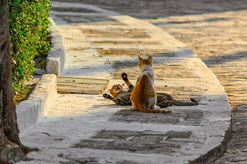 Streunende Katzen auf Samos Pythagorion