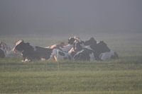 koeien in de ochtendmist