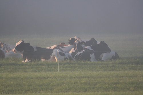koeien in de ochtendmist