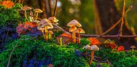 Paddenstoelen in het bos