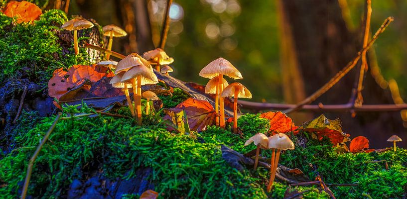 Paddenstoelen in het bos by Han Kedde