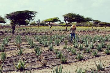Agave harvesting in Aruba - Rural landscape by Carolina Reina