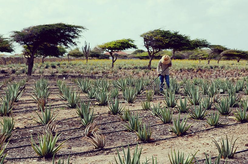 Récolte d'Agave à Aruba - Paysage Rural par Carolina Reina Photography
