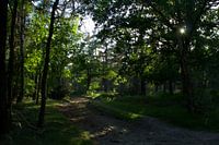 Wooded nature