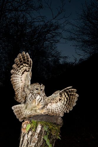 Tawny Owl (Strix aluco) landing on a wooden trunc.