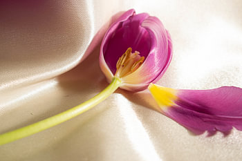 in the heart of a purple tulip missing a petal