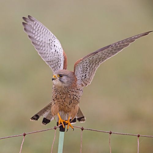 Kestrel take-off