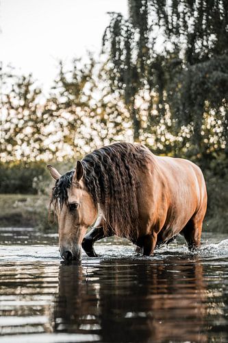 Paard Lopend door het Water in het Gouden Uur