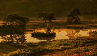 Morning Gold - Le Quin, Afferden