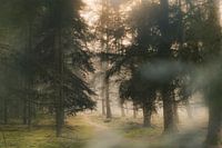 The misty mysterious forest (part 2)
