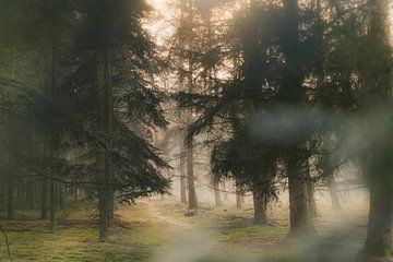 Het mistige mysterieuze bos (deel 2) van Slashley Photography
