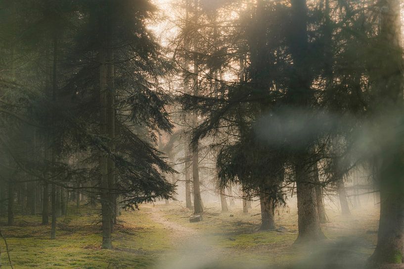 Der neblige, geheimnisvolle Wald (Teil 2) von Slashley Photography