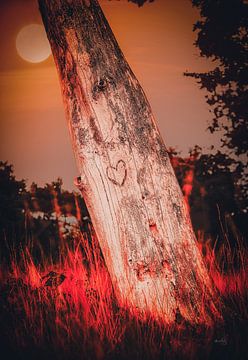 The LoveTree van Maneschijn FOTO