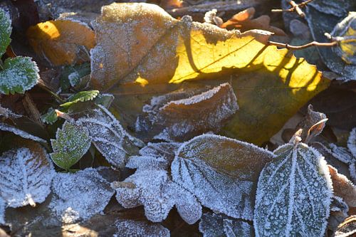 bevroren herfstblaadjes in de zon