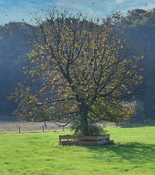 Einzelner Baum von Jose Lok