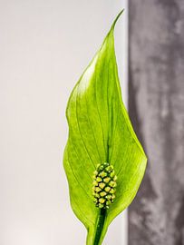 Spoon plant by Stijn Cleynhens