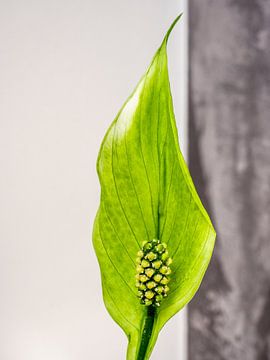 Lepelplant van Stijn Cleynhens